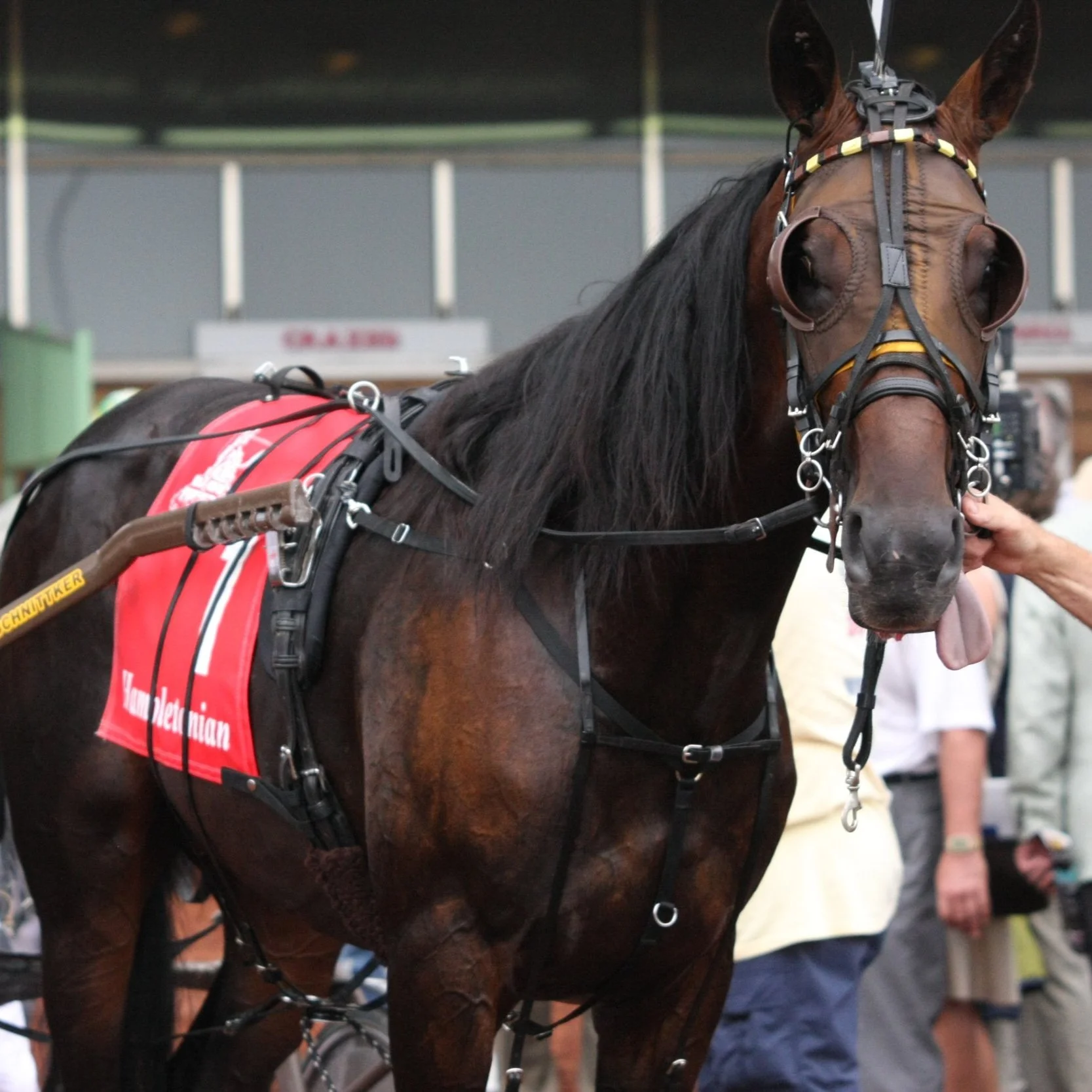 8-2-08 M1 Hambletonian 240 Dewey (4).jpg