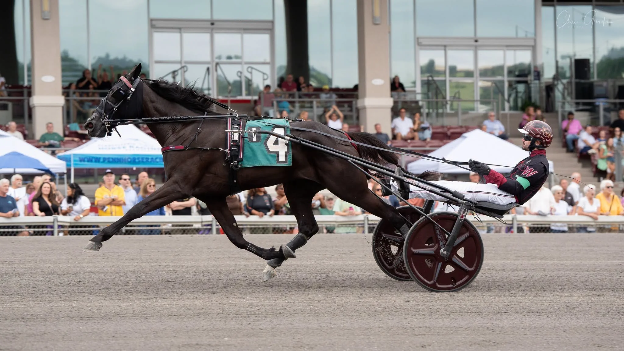 The Captain's Wife | Arden Downs | 2FT