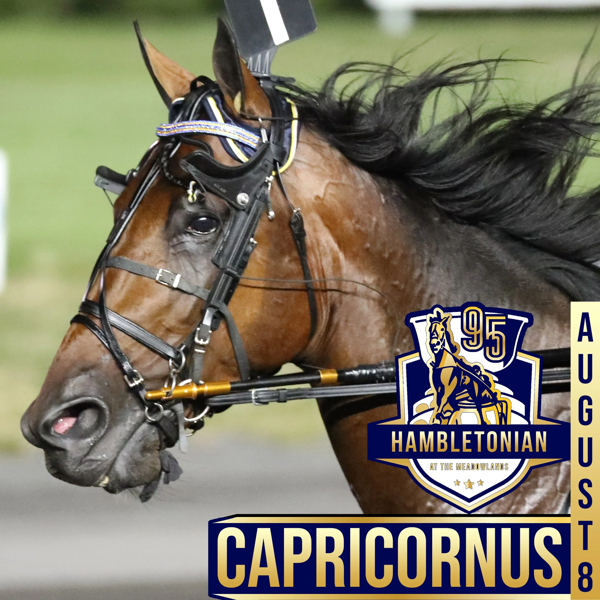 hambo 20 caporicornus.jpg