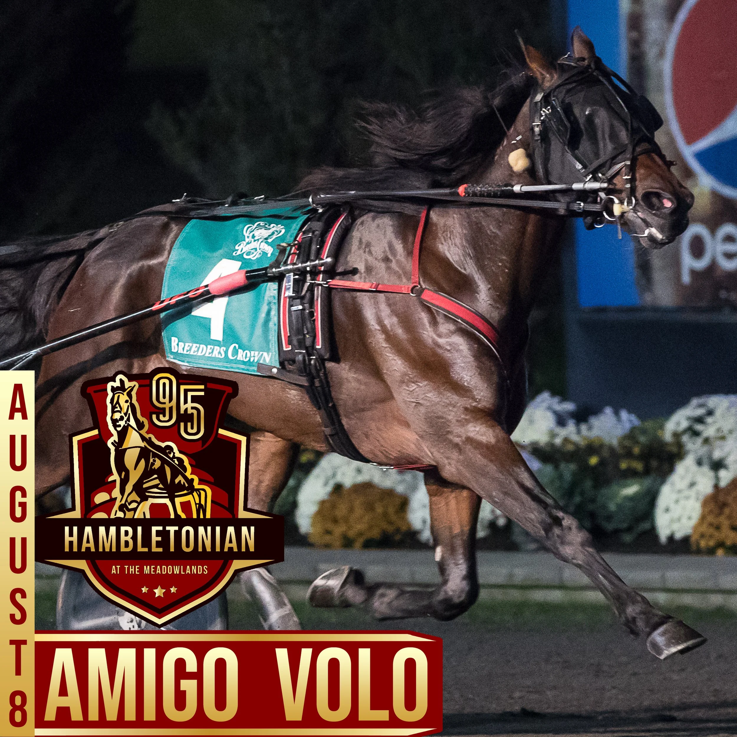 hambo 20 amigo volo.jpg
