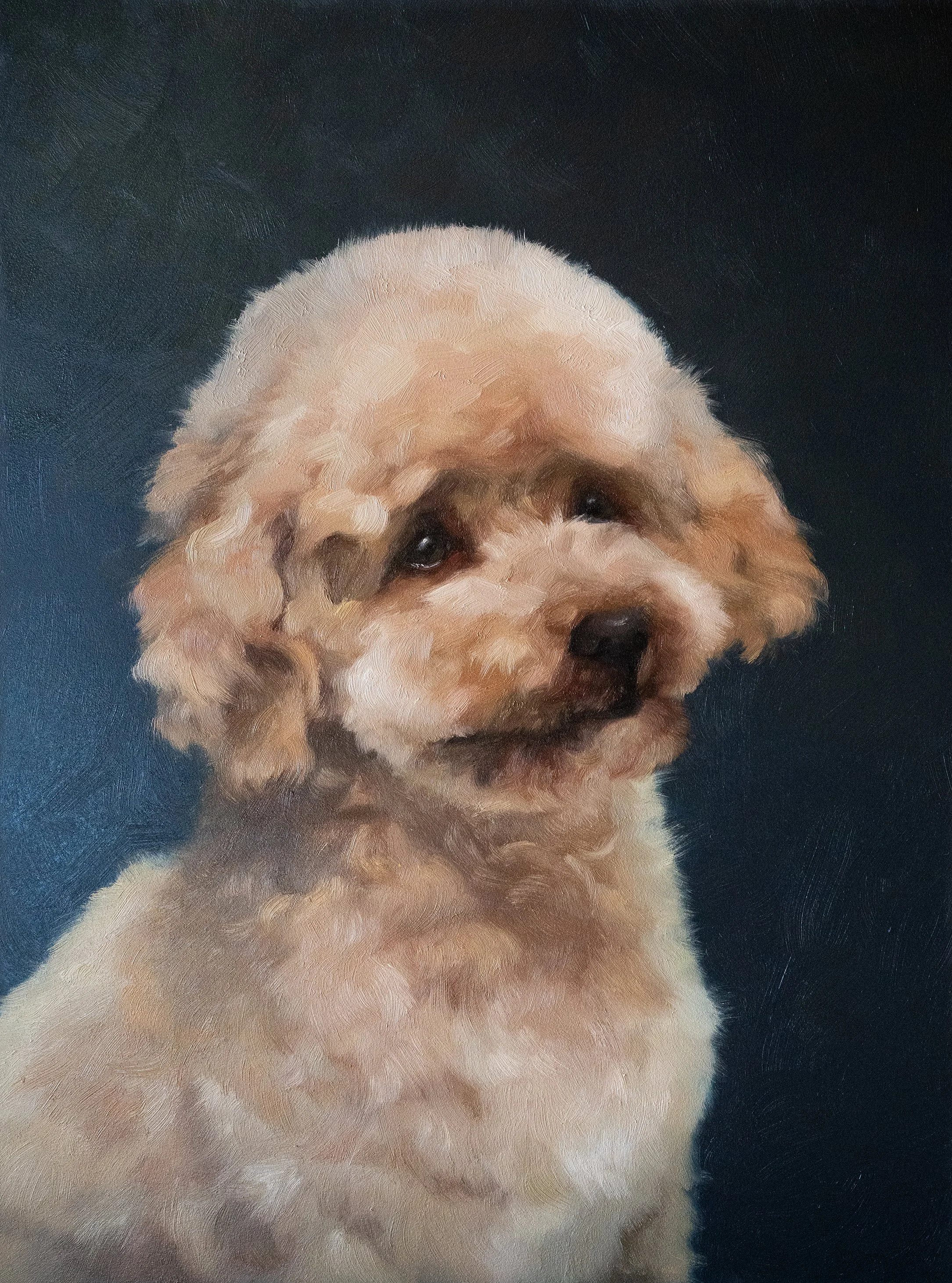 Poodle - 120 ppi.jpg
