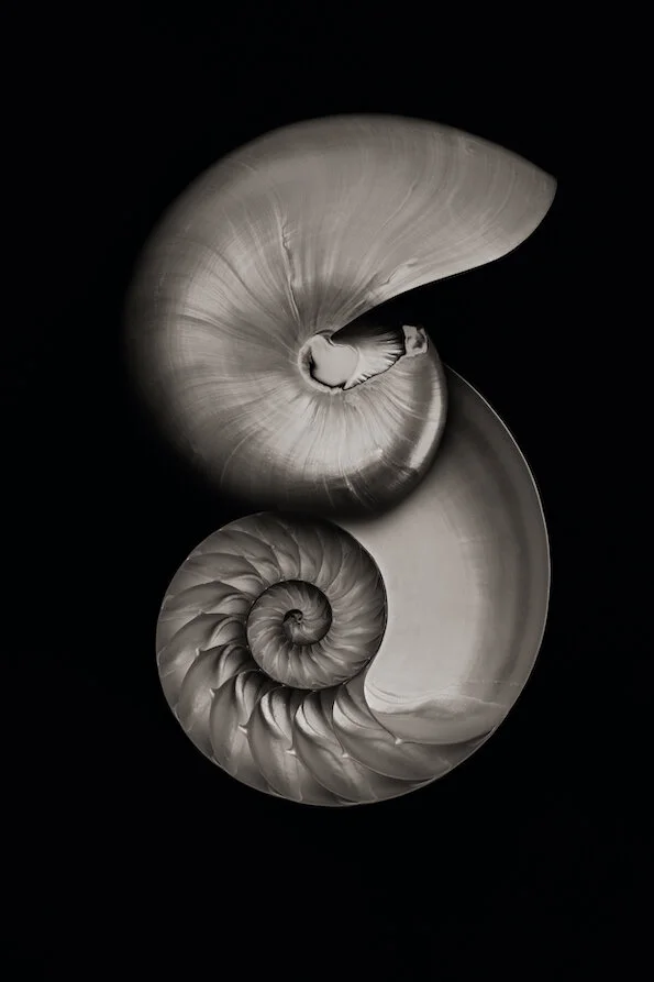 9.Nautilus_ilonalangbroek.jpg