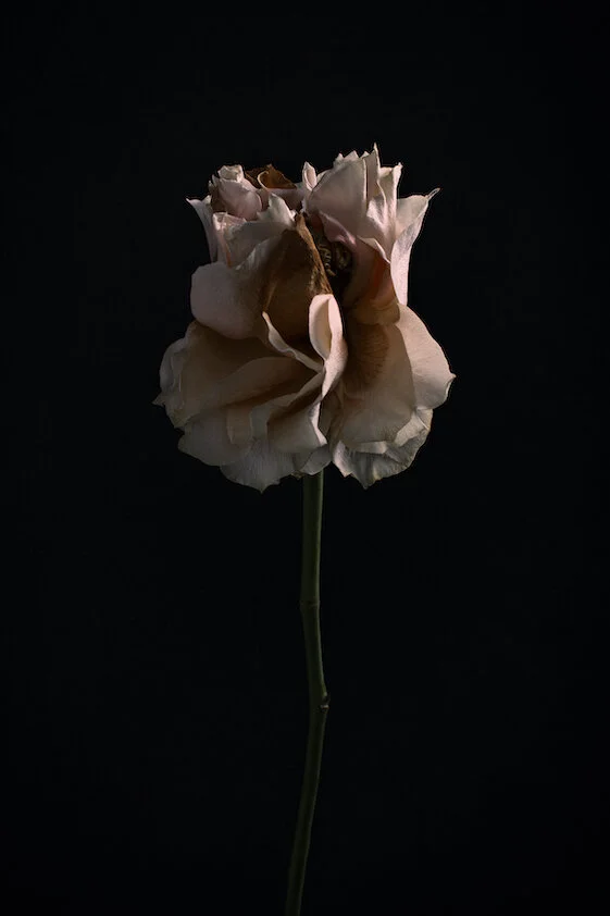 12.Rose_ilonalangbroek.jpg