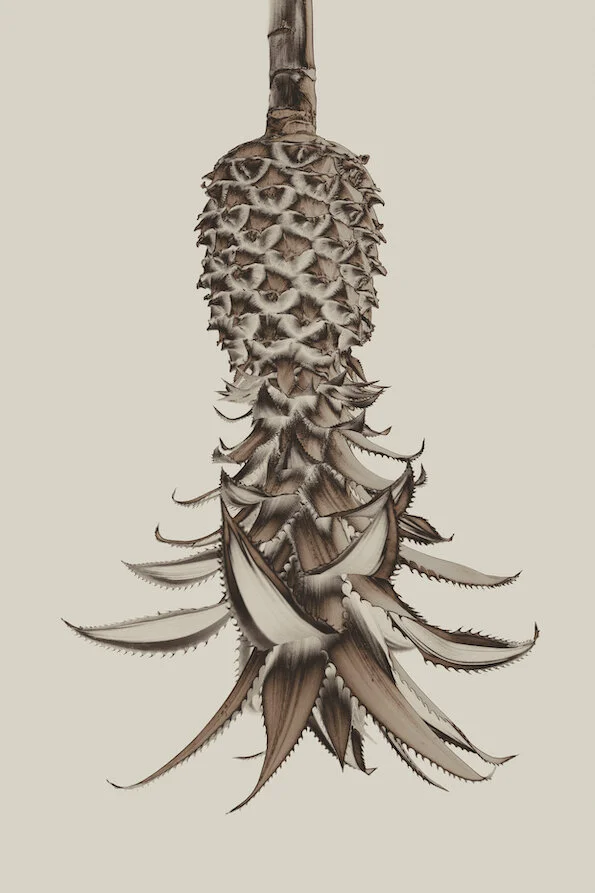 14.Ananas Comosus_ilonalangbroek.jpg