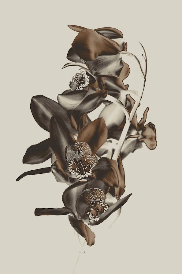 15.Orchid_ilonalangbroek.jpg