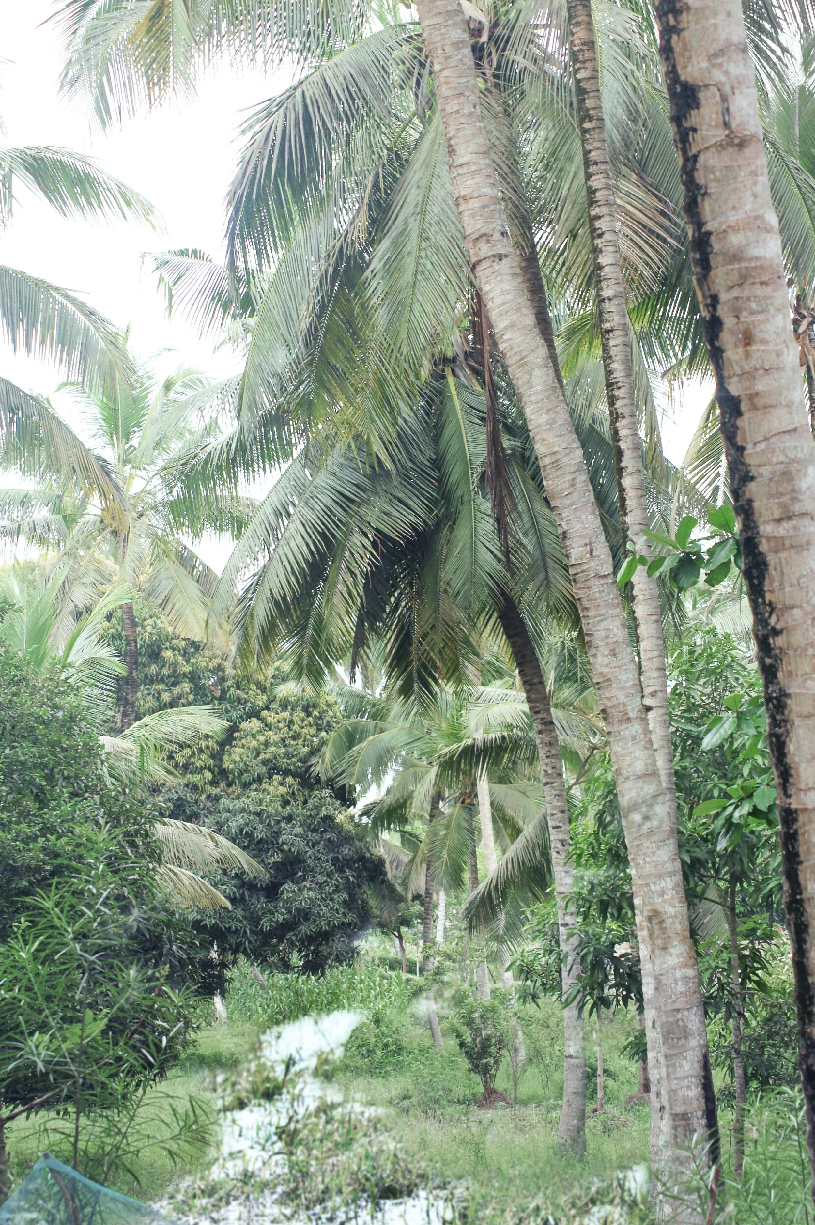 PARADISE ISLAND 4.jpg