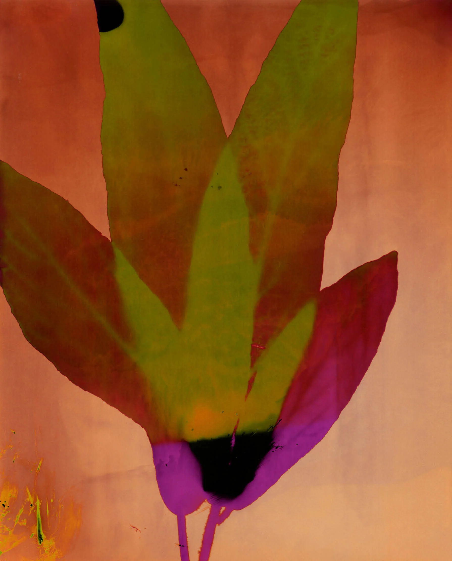 Christelle_Boule_Botanica2.jpg
