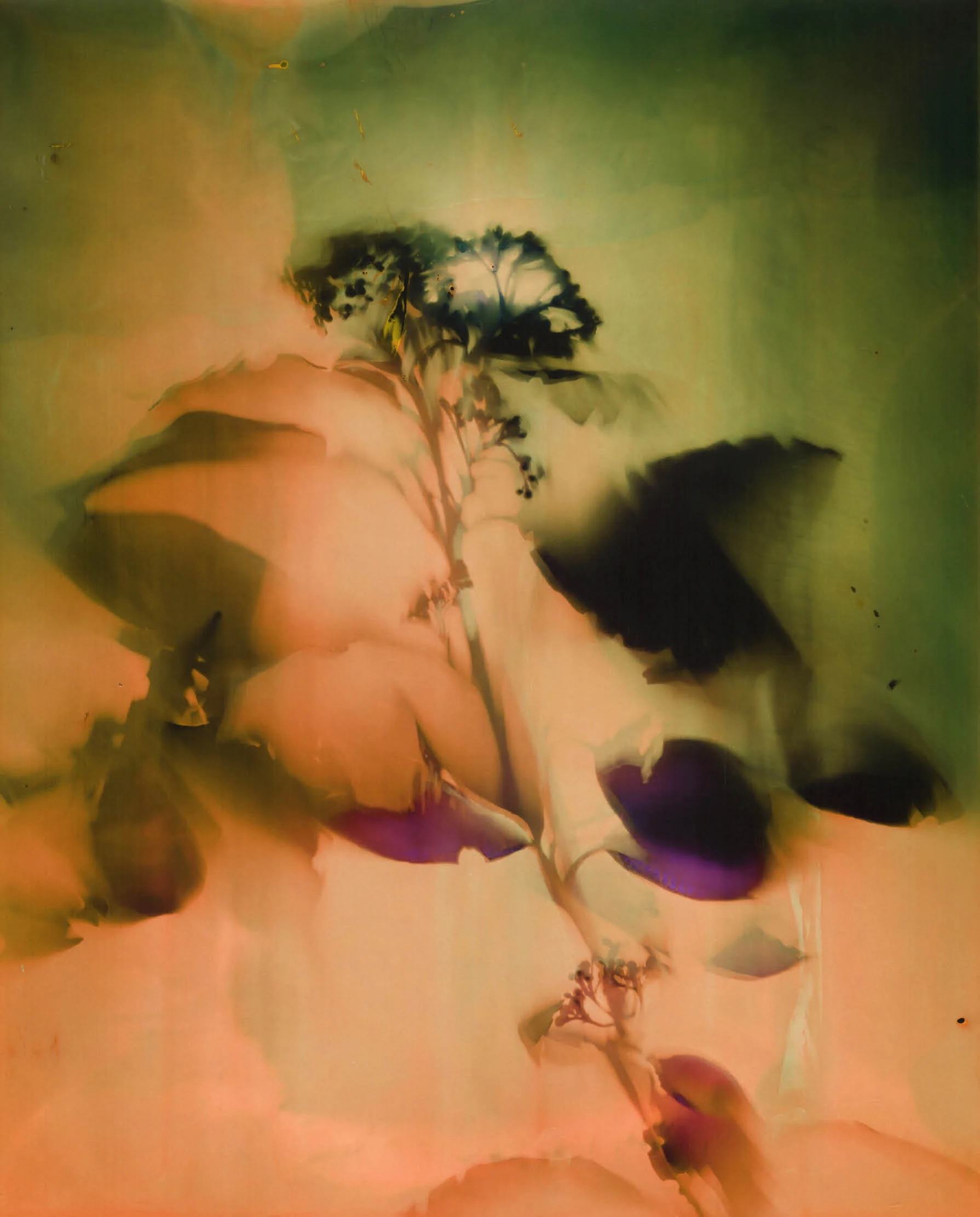 Christelle_Boule_Botanica5.jpg
