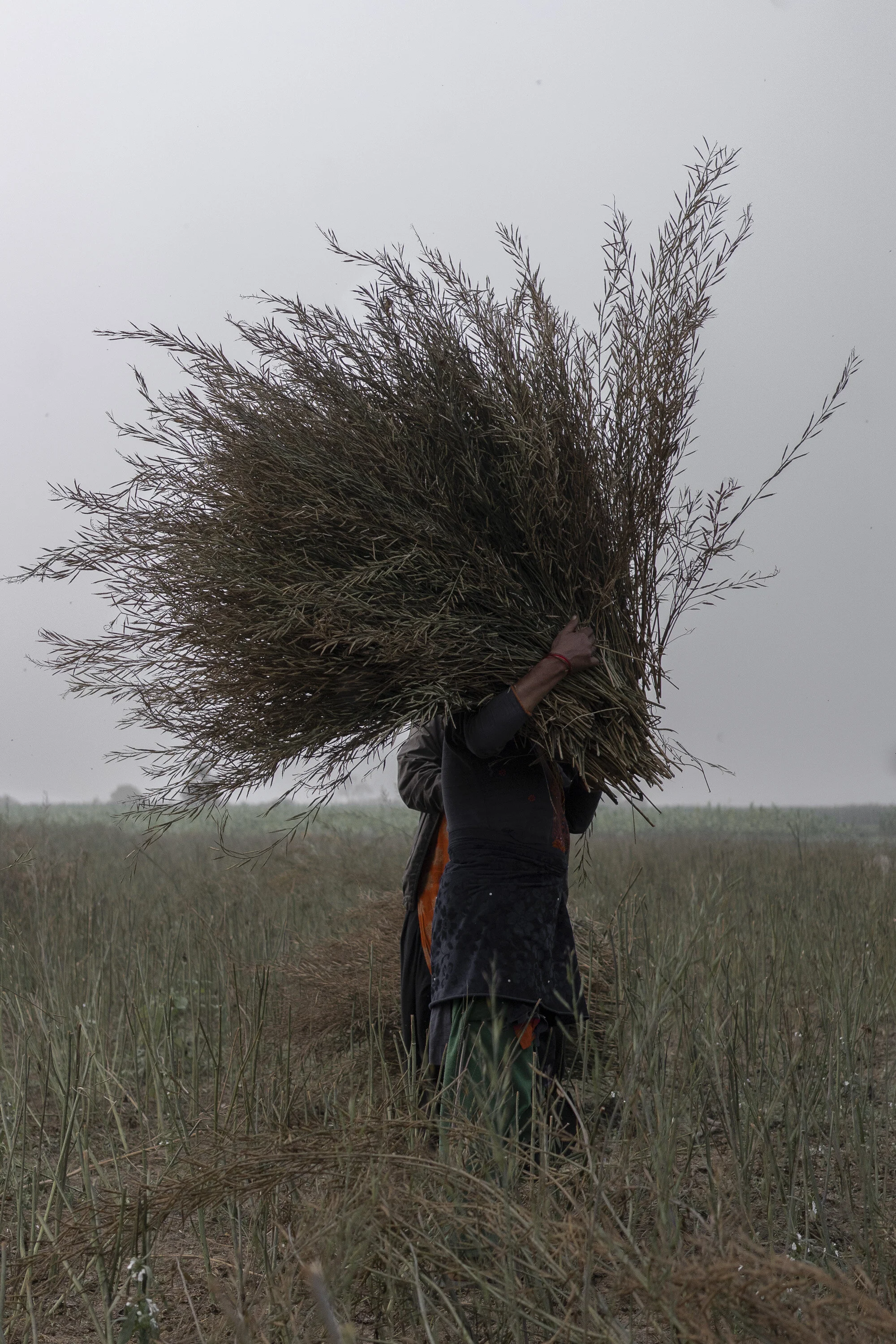 01_Farmer_2020.JPG