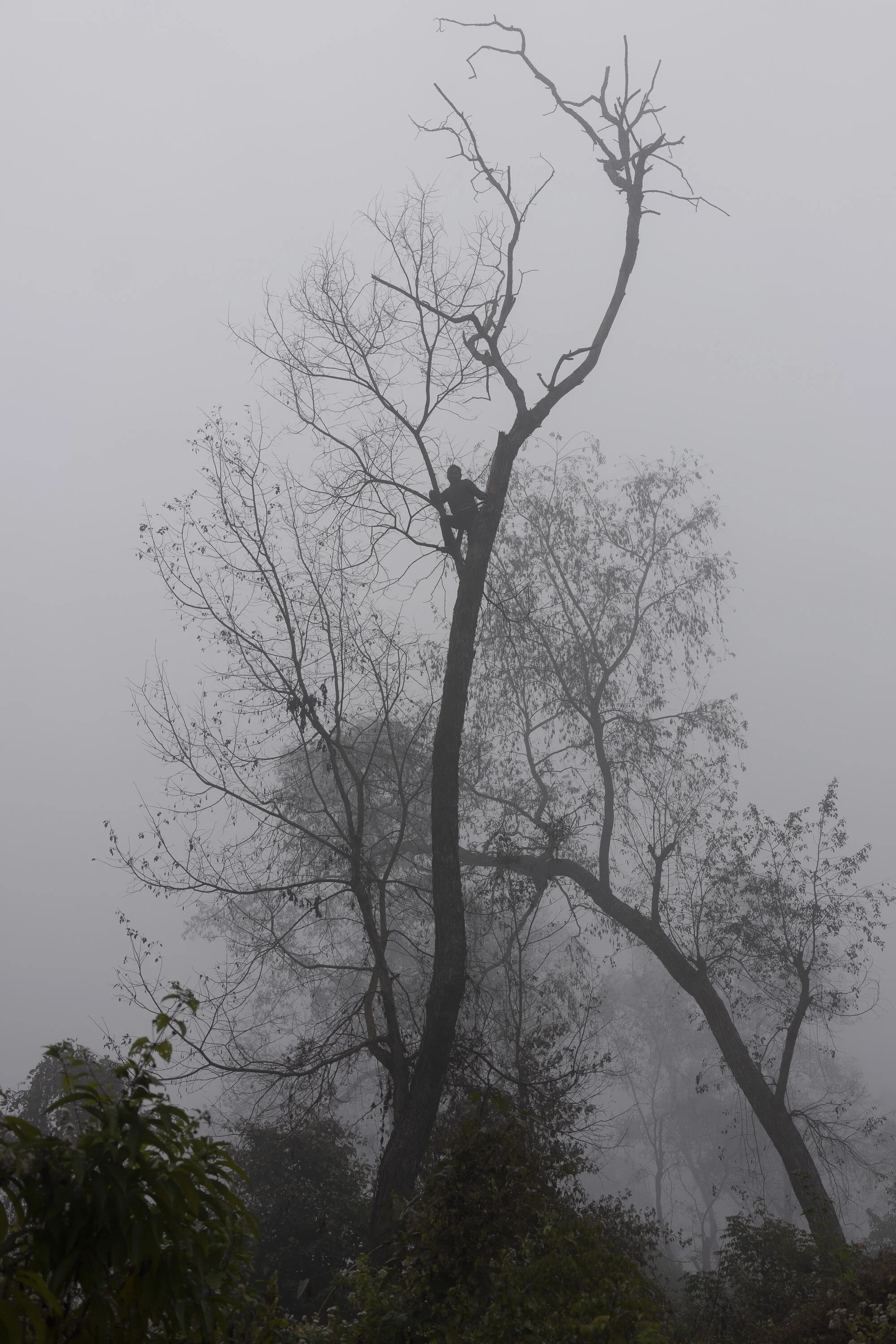 03_Man on a tree_2020.JPG