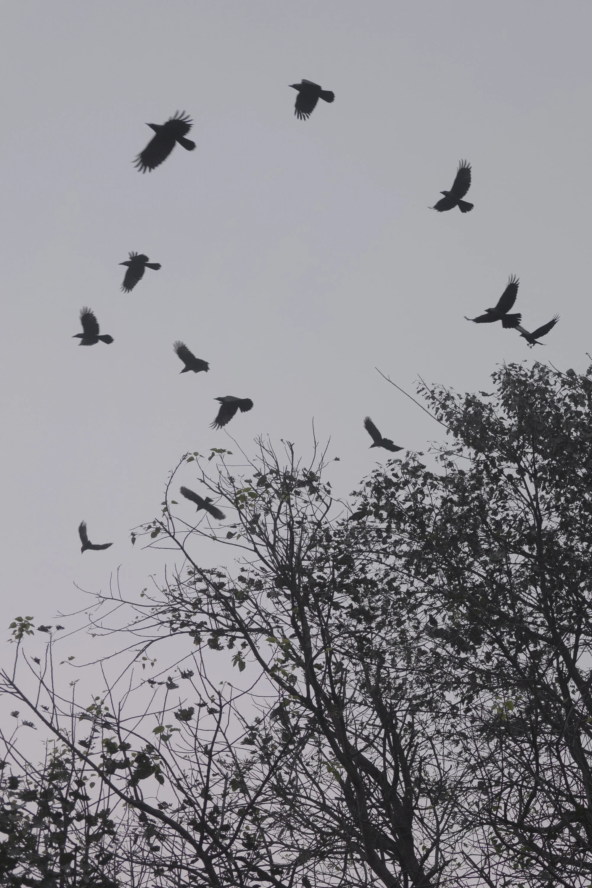 14_Birds_2020.JPG