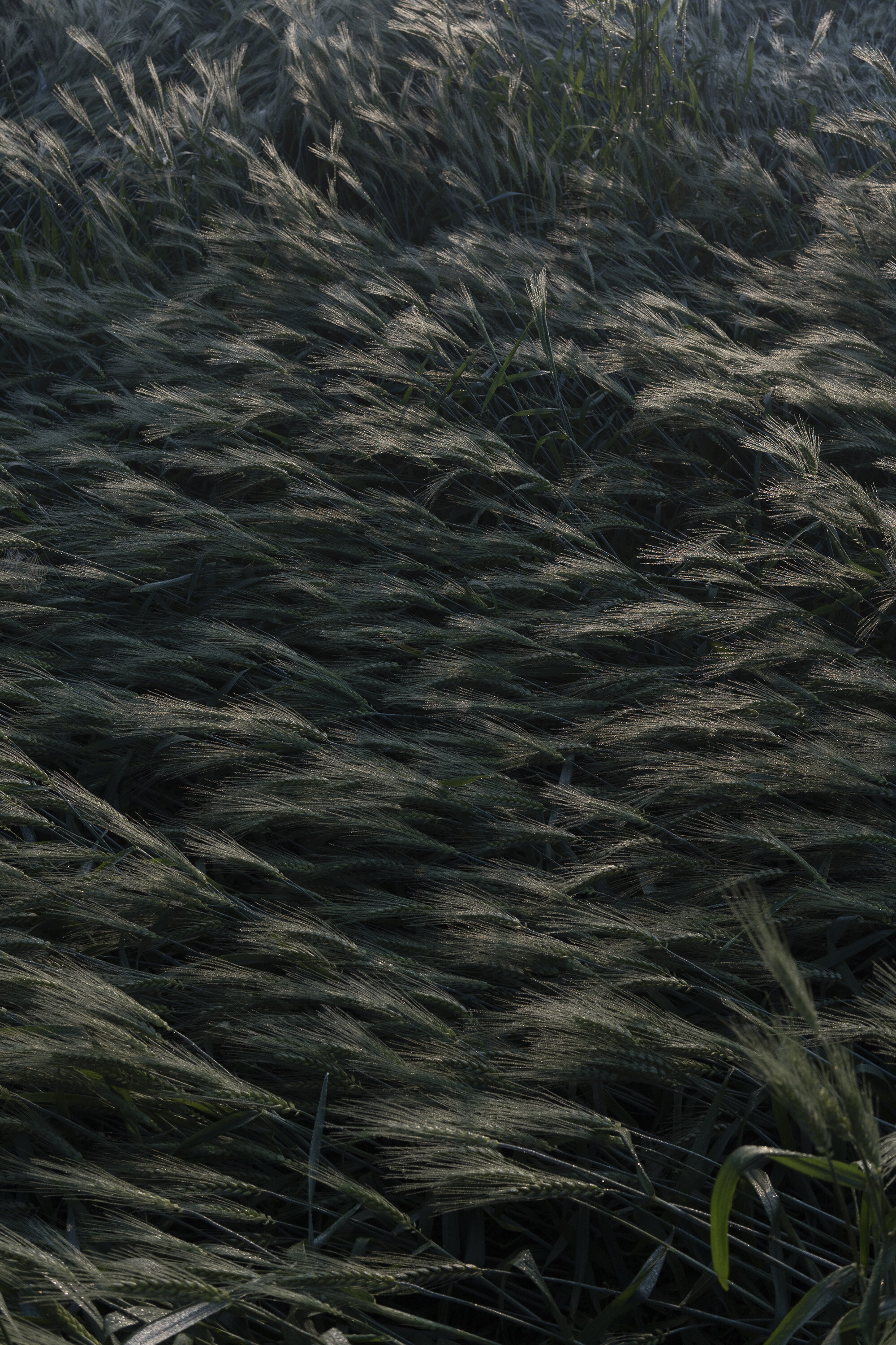 19_Wheat fields_2020.JPG