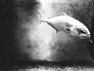 A good day-fish.jpeg