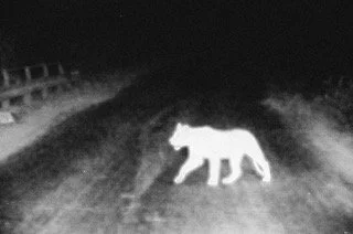 Has vanished into the darkness of memory-Lion.jpeg