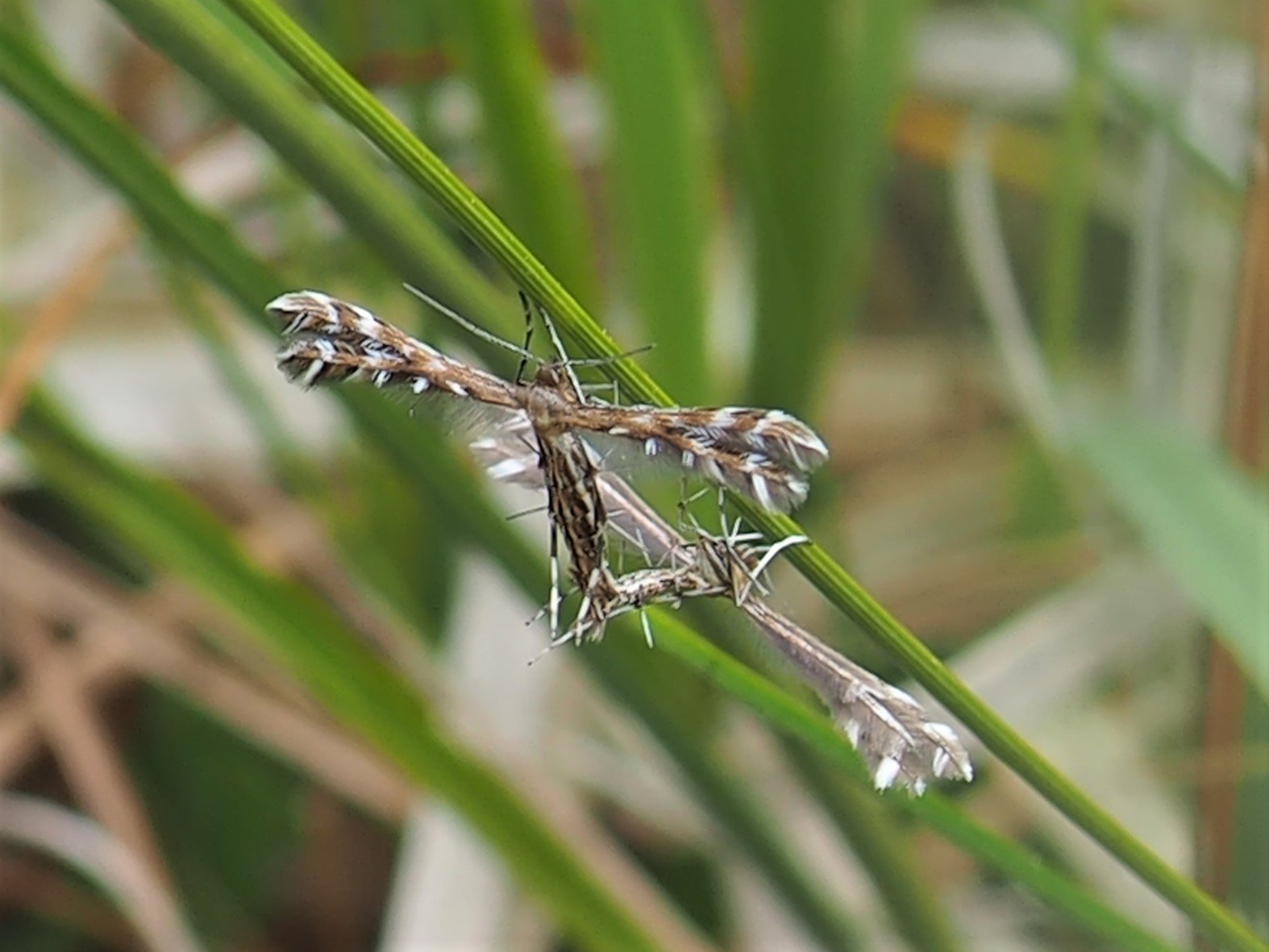 Sundew Plume Moths copulating