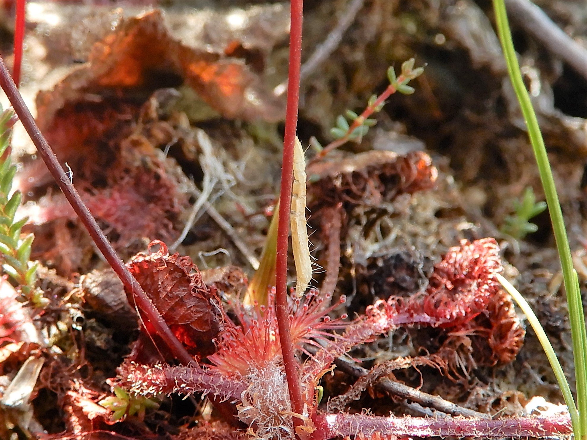 Sundew Plume Moth exuviating from pupa