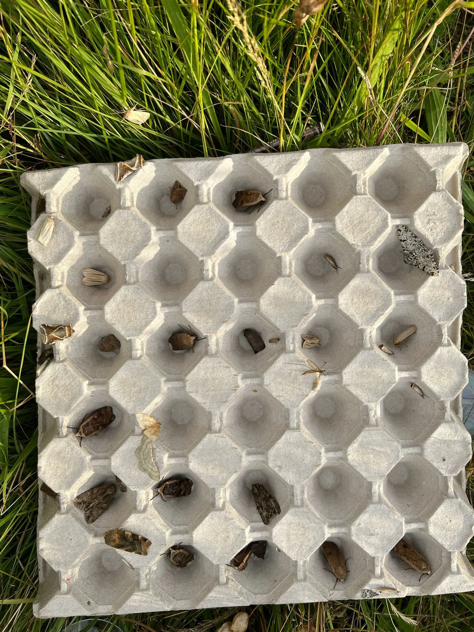 Moth selection box James.jpeg