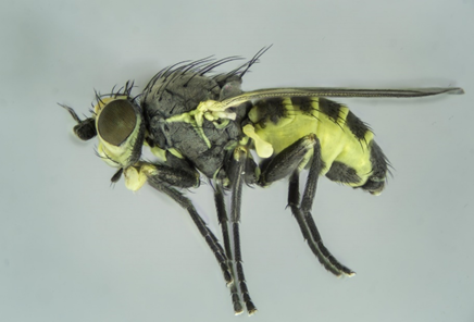 #34 Napomyza crepidicaulis by Barry Warrington