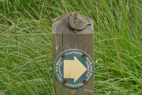 #32 Common Lizard by Tanya Eyre