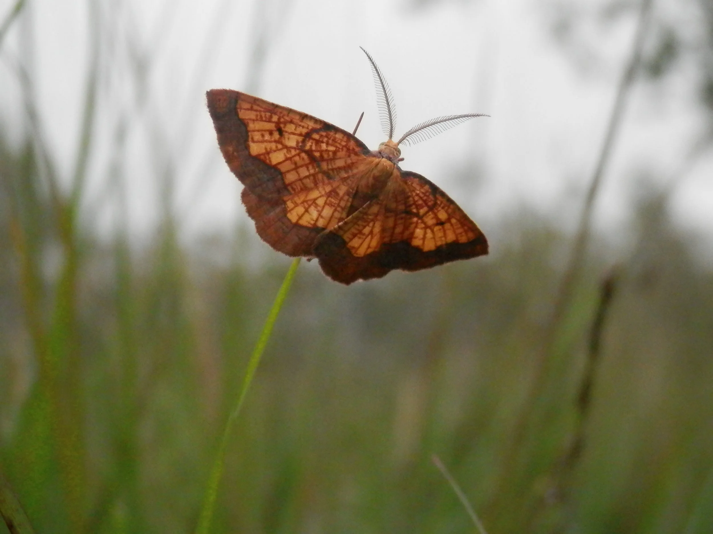 #31 Dark Bordered Beauty by Peter Mayhew