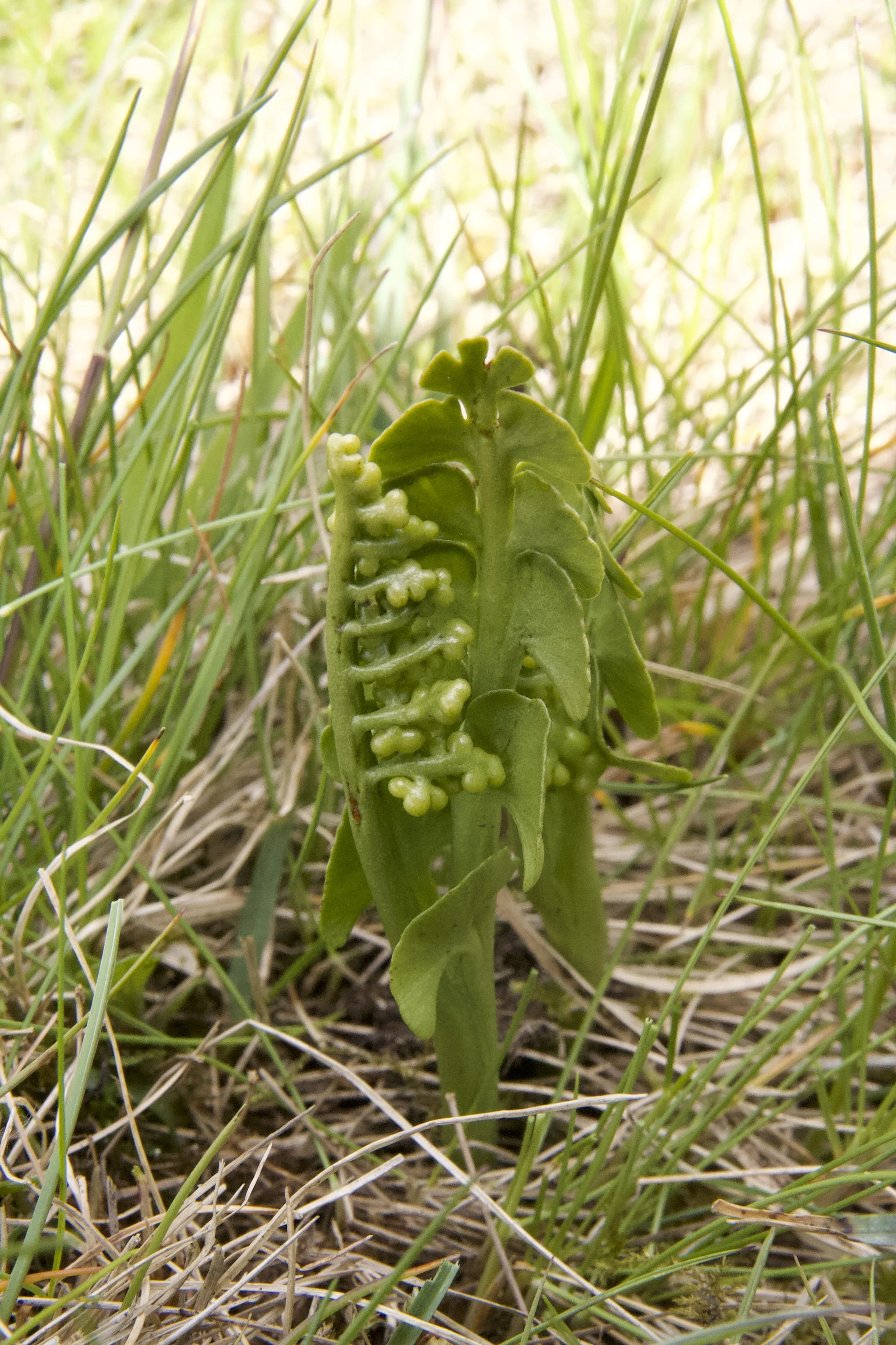 #30 Moonwort by Barry Wright