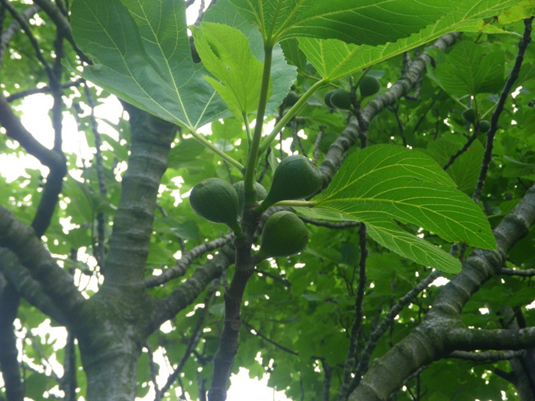 #29 Fig by Ziggy Senkans