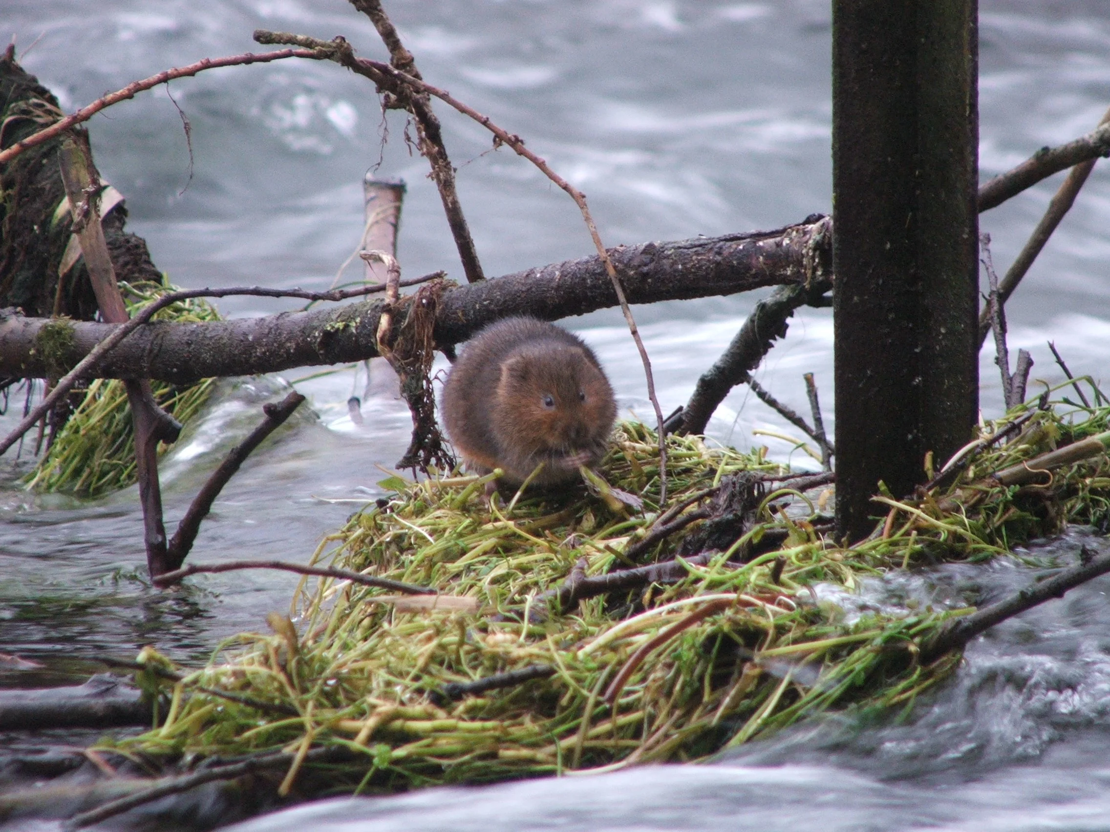 #28 Water Vole by Jon Traill