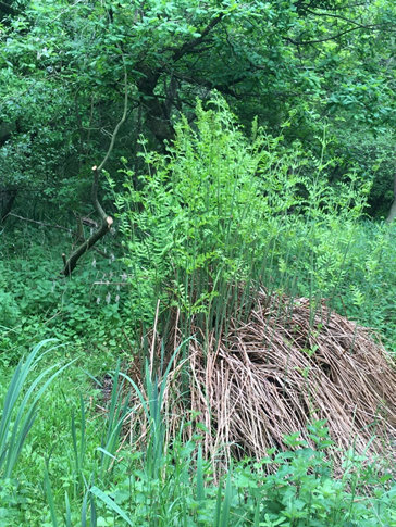 #26 Royal Fern by Alastair Fitter