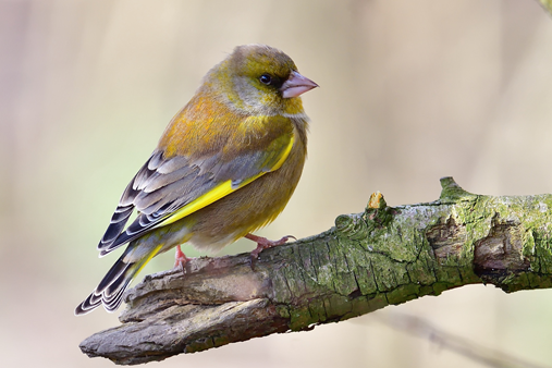 #25 Greenfinch by Sarah Dann &amp; Bethany Clarkson