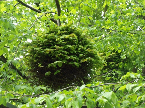 #24 Taphrina carpini by John Newbould