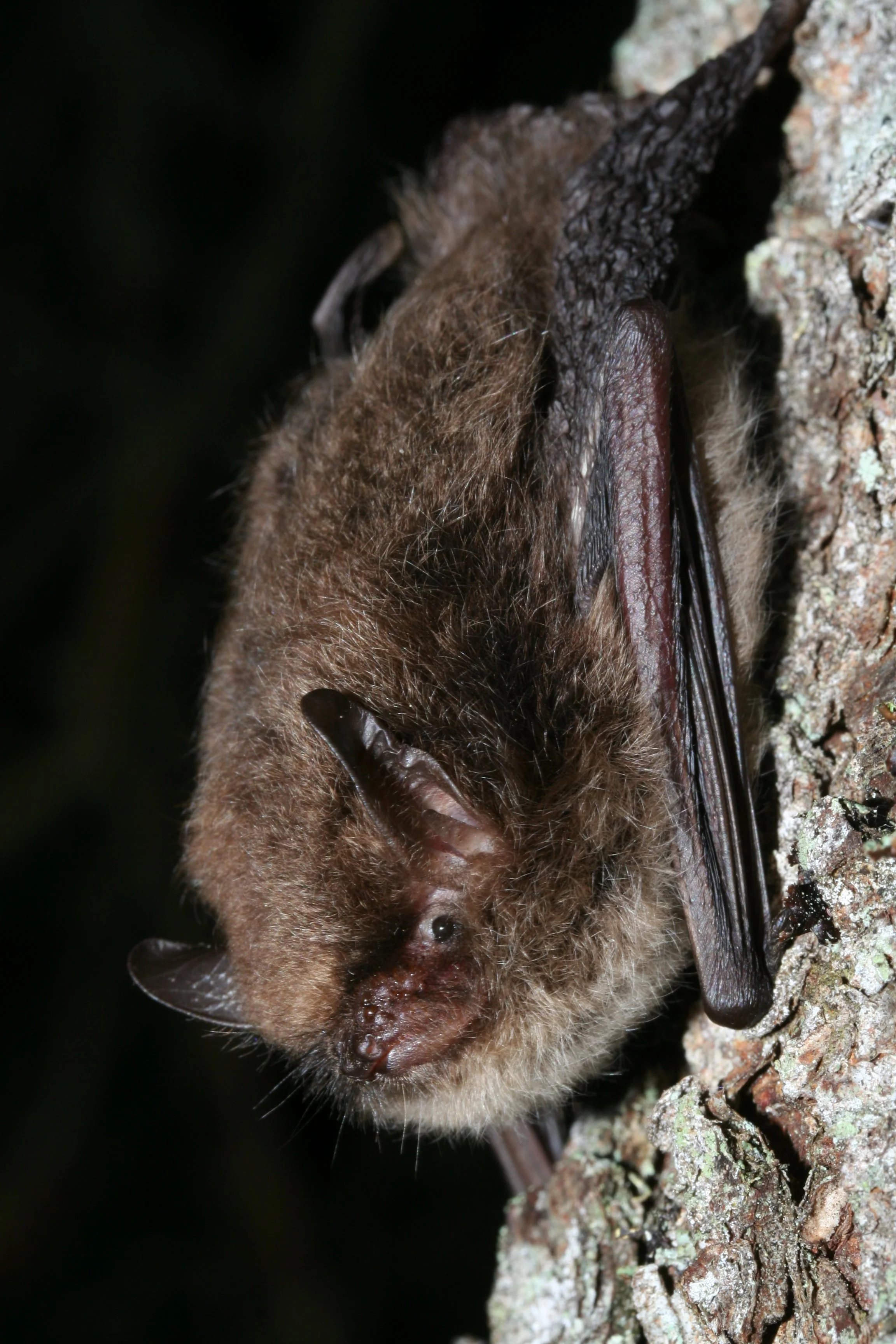 #23 Alcathoe Bat by John Altringham