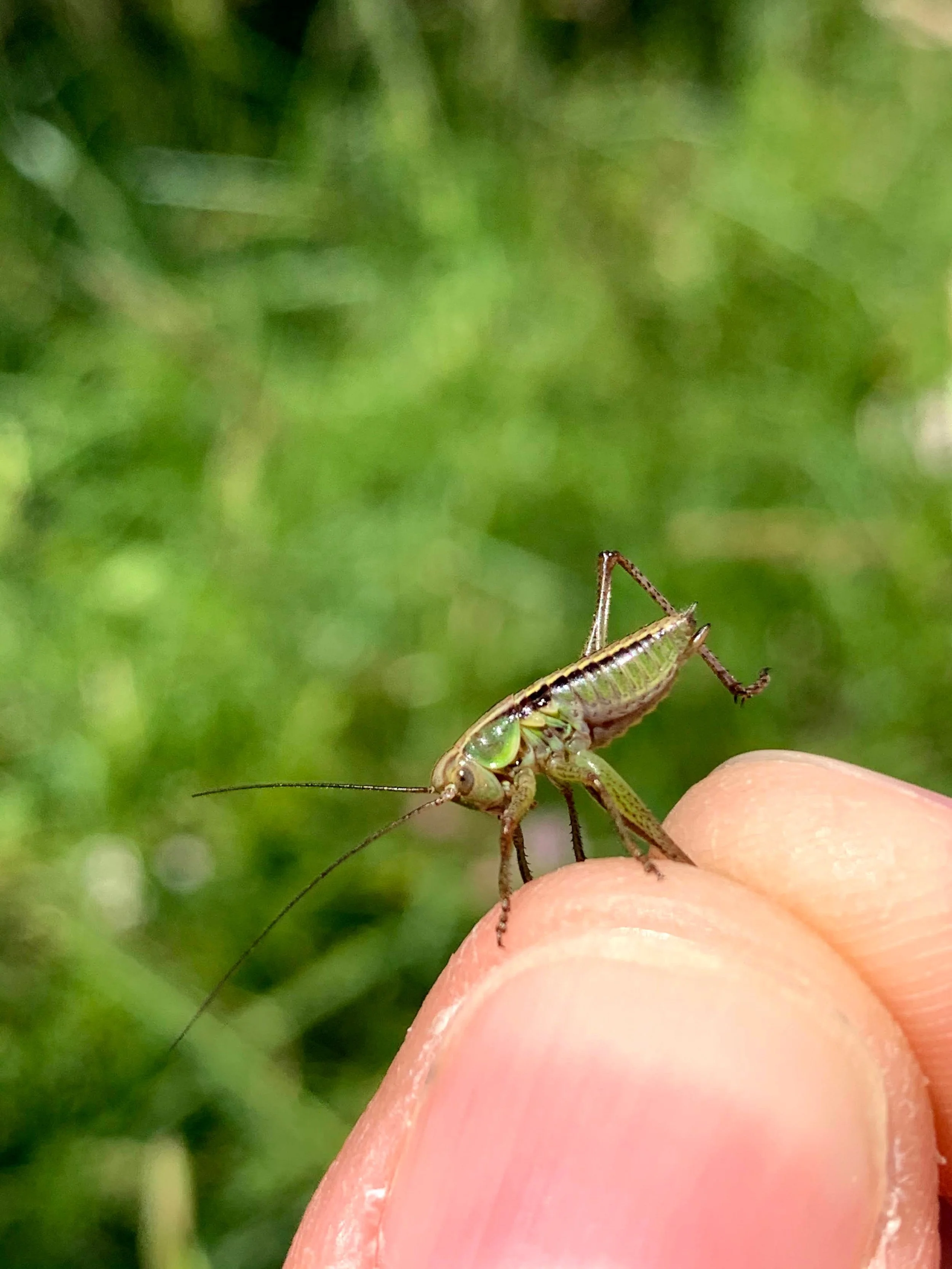 #36 Roesel's Bush-cricket by Phillip Whelpdale
