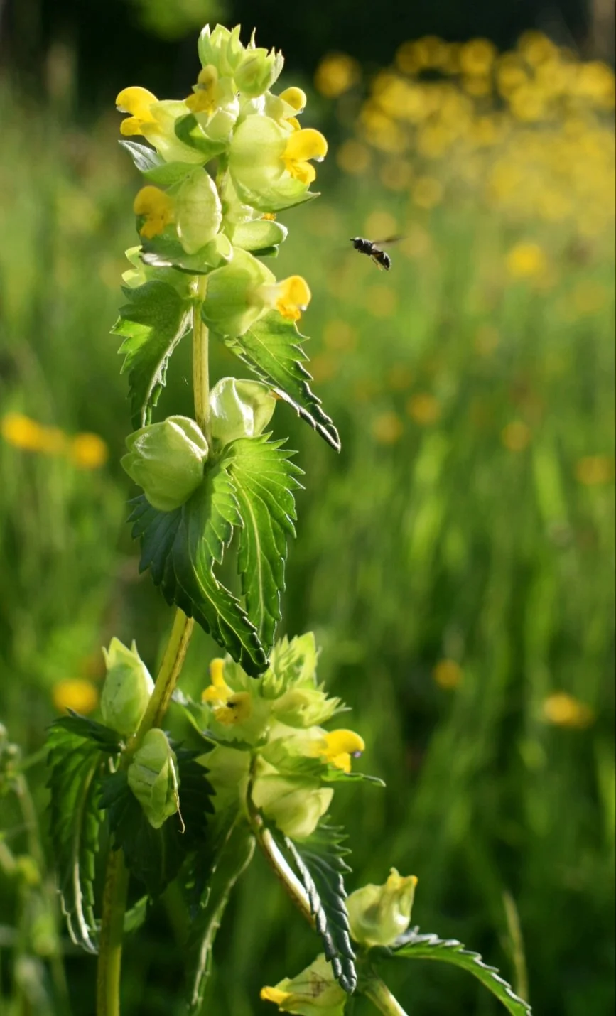 #20 Yellow Rattle by Kelly Harmar