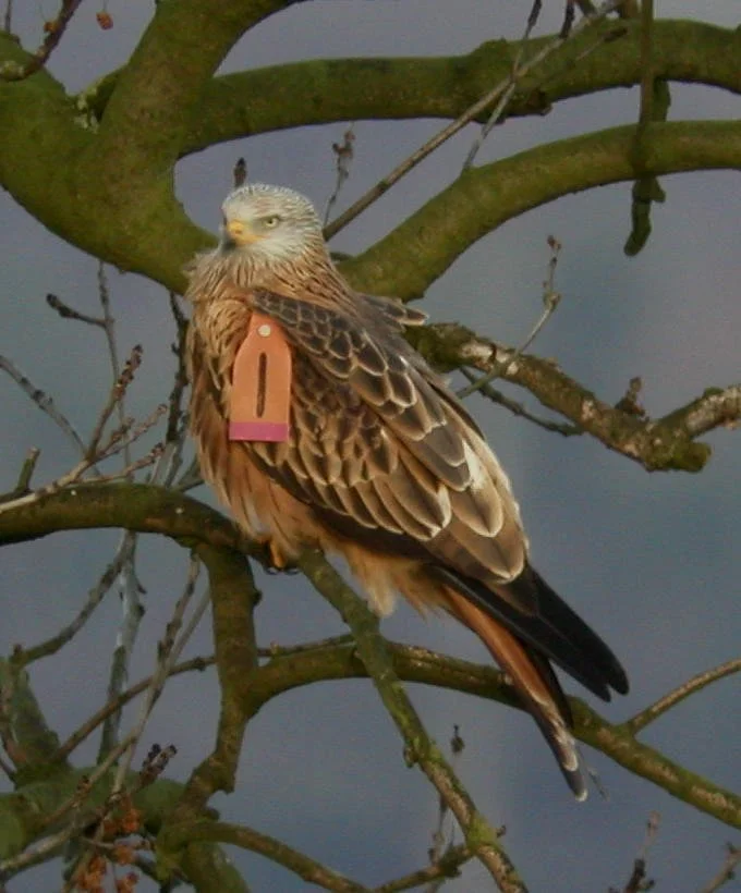 #18 Red Kite by Doug Simpson