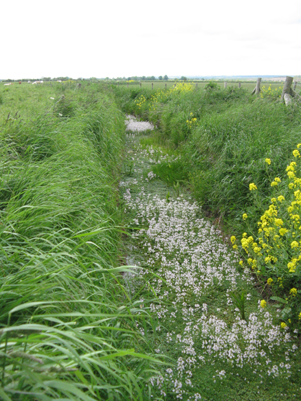#16 Water Violet by Tim Burkinshaw