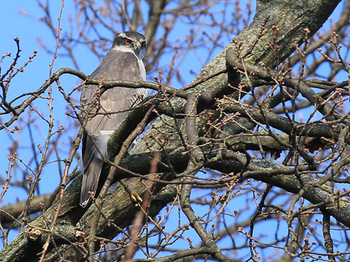 #15 Hawks and Doves by Richard Baines