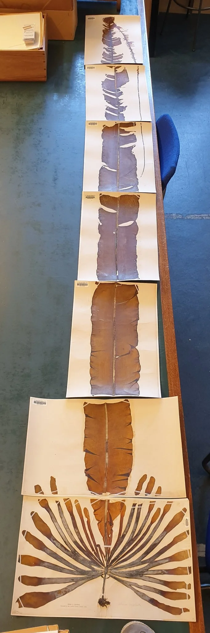 #13 Dabberlocks by Jane Pottas