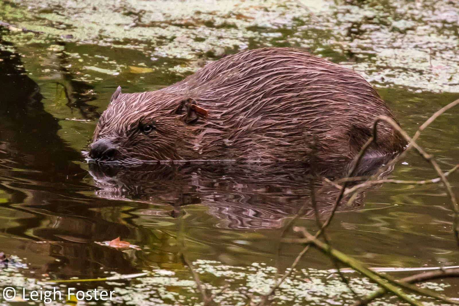 #12 Beaver by Cath Bashforth