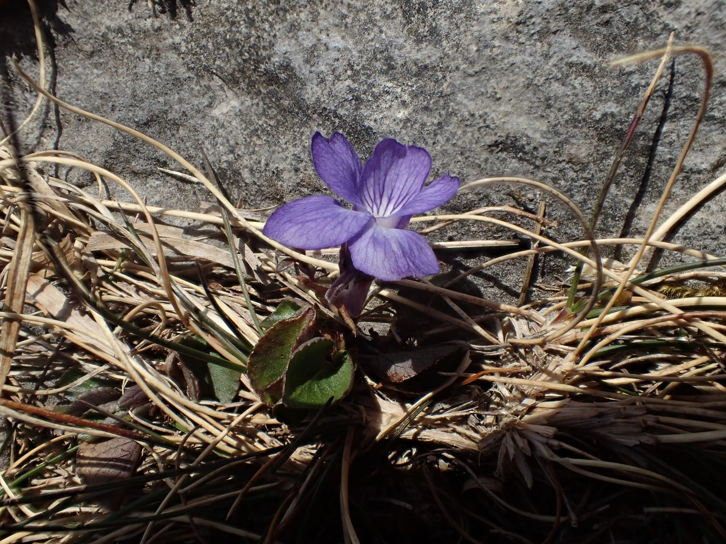 #10 Teesdale Violet by Howard Beck