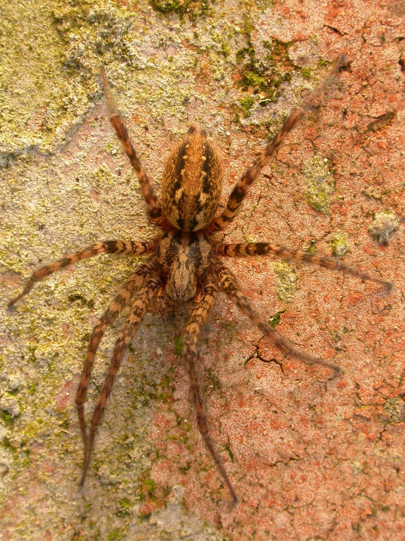 #9 Russet Funnelweb Spider by Dr Geoff Oxford