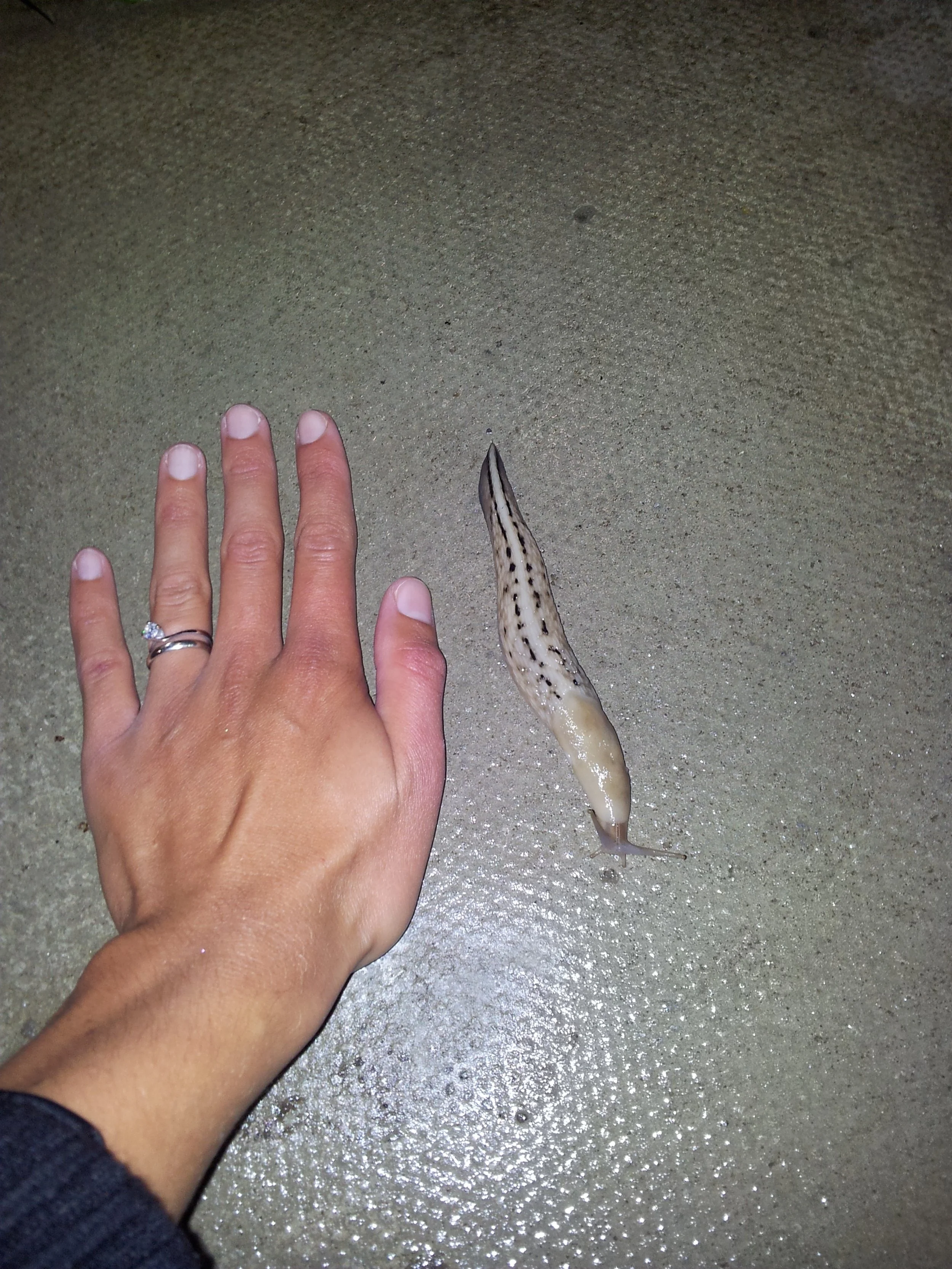 #8 Slugs and Snails by Terry Crawford and Adrian Norris