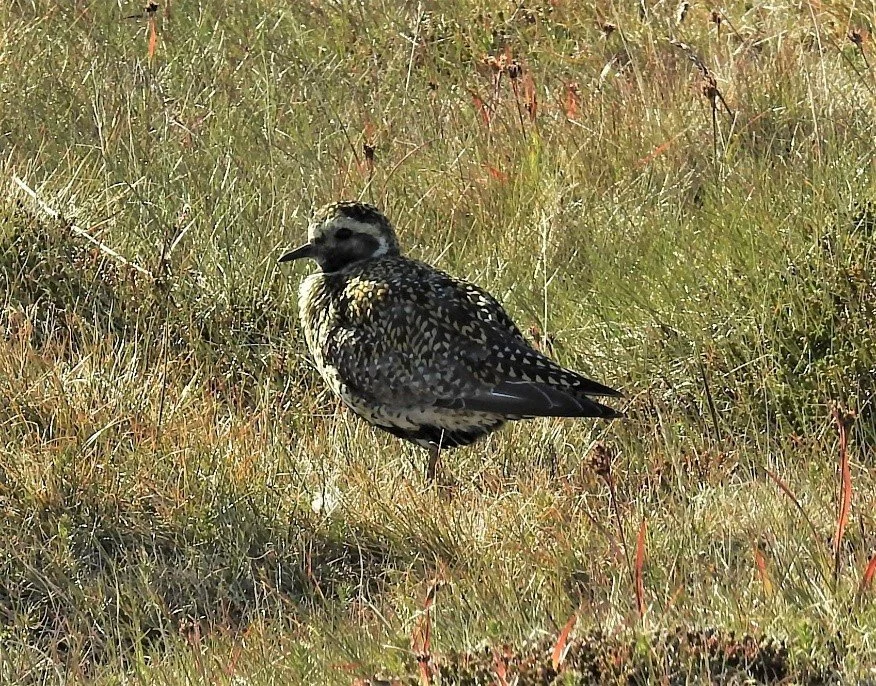  #7 Golden Plover by Jeff Lunn