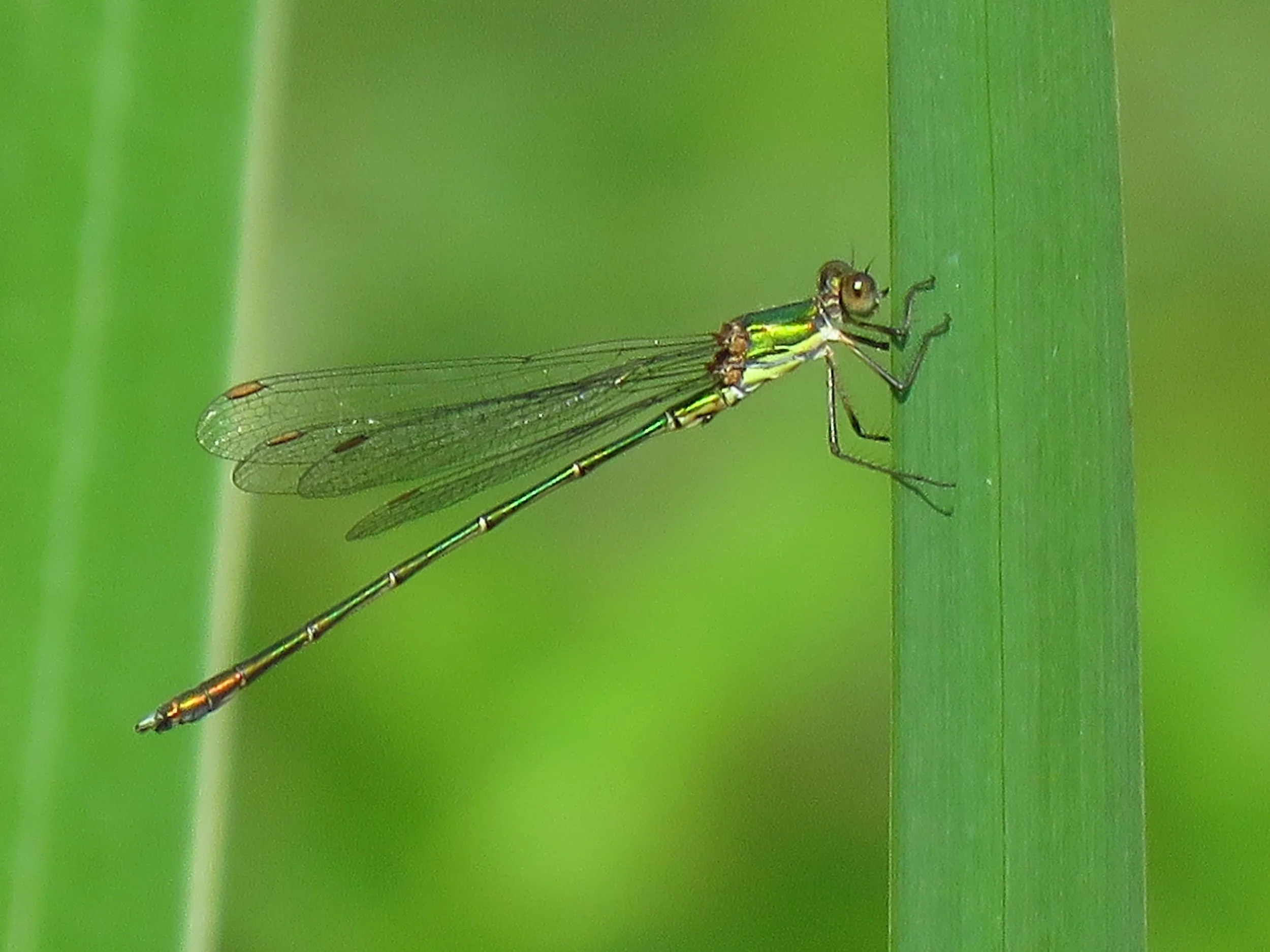  #6 Willow Emerald by Africa Gómez