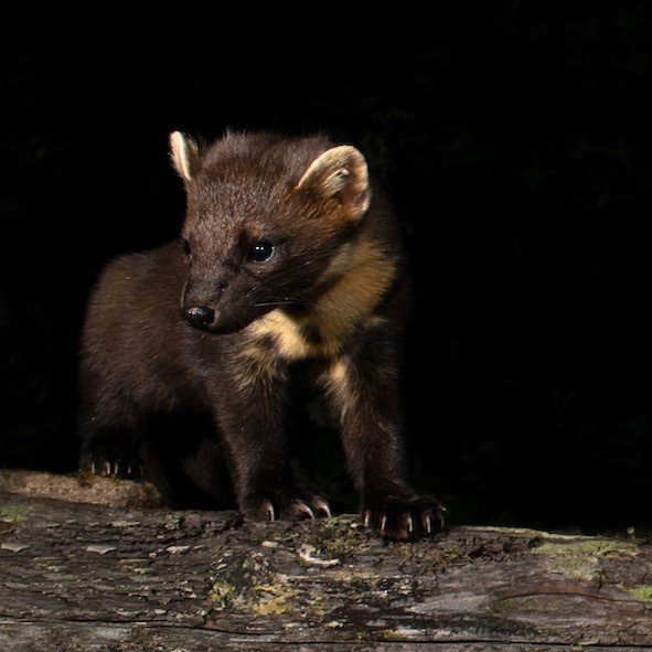  #5 Pine Marten by Ed Snell