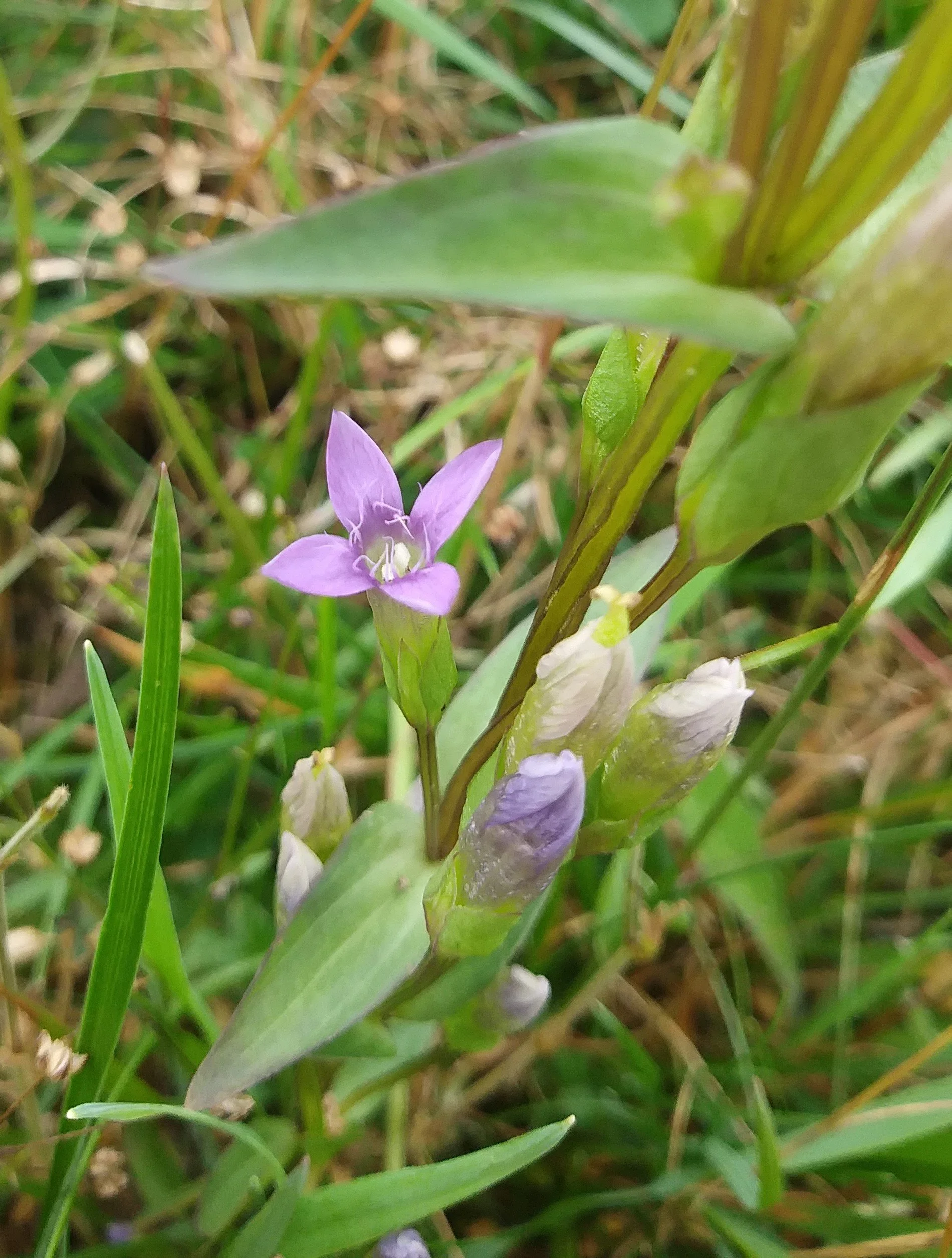  #4 Field Gentian by Claire Bending