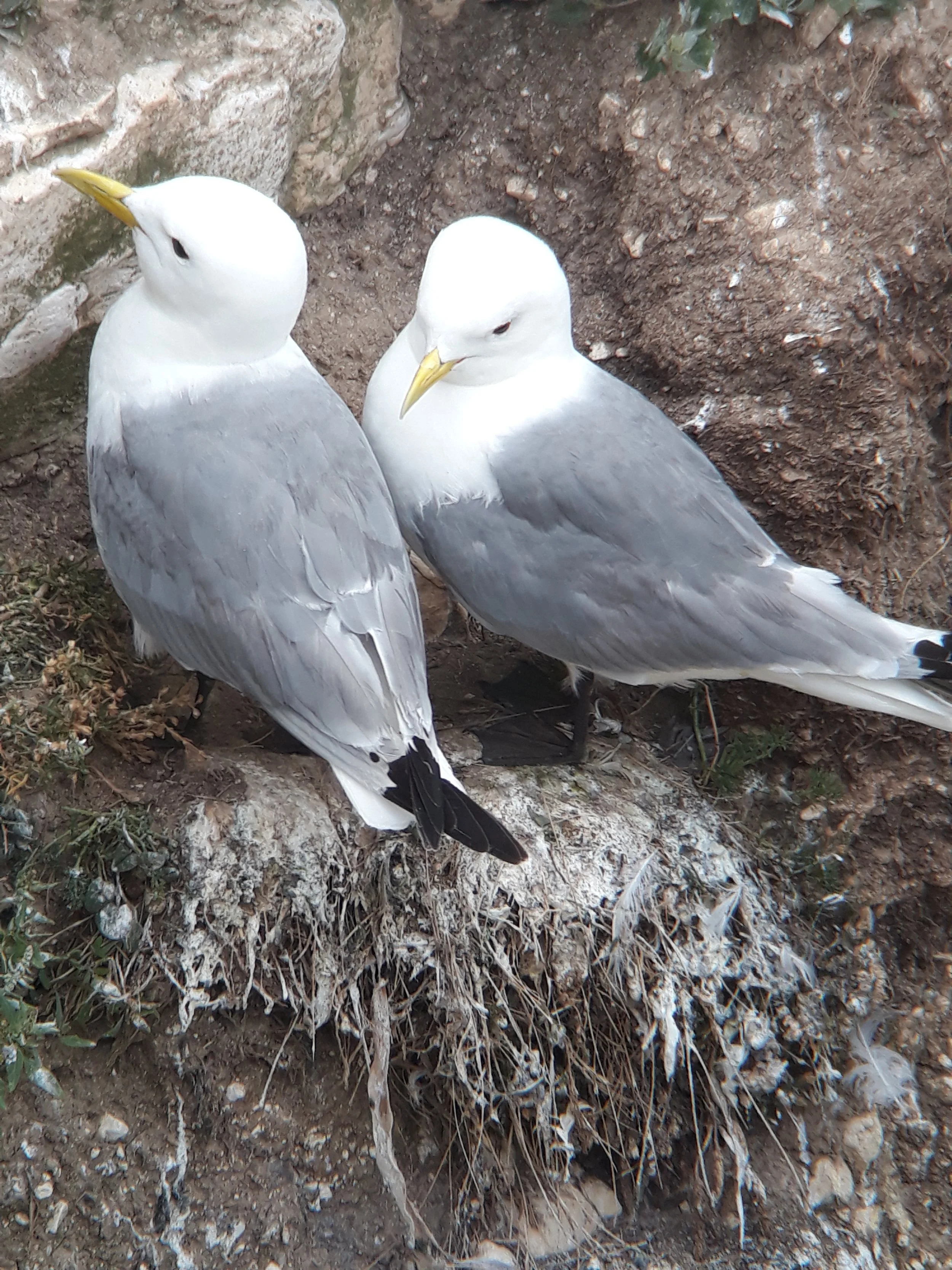  #3 Kittiwake by Heather Davison-Smith