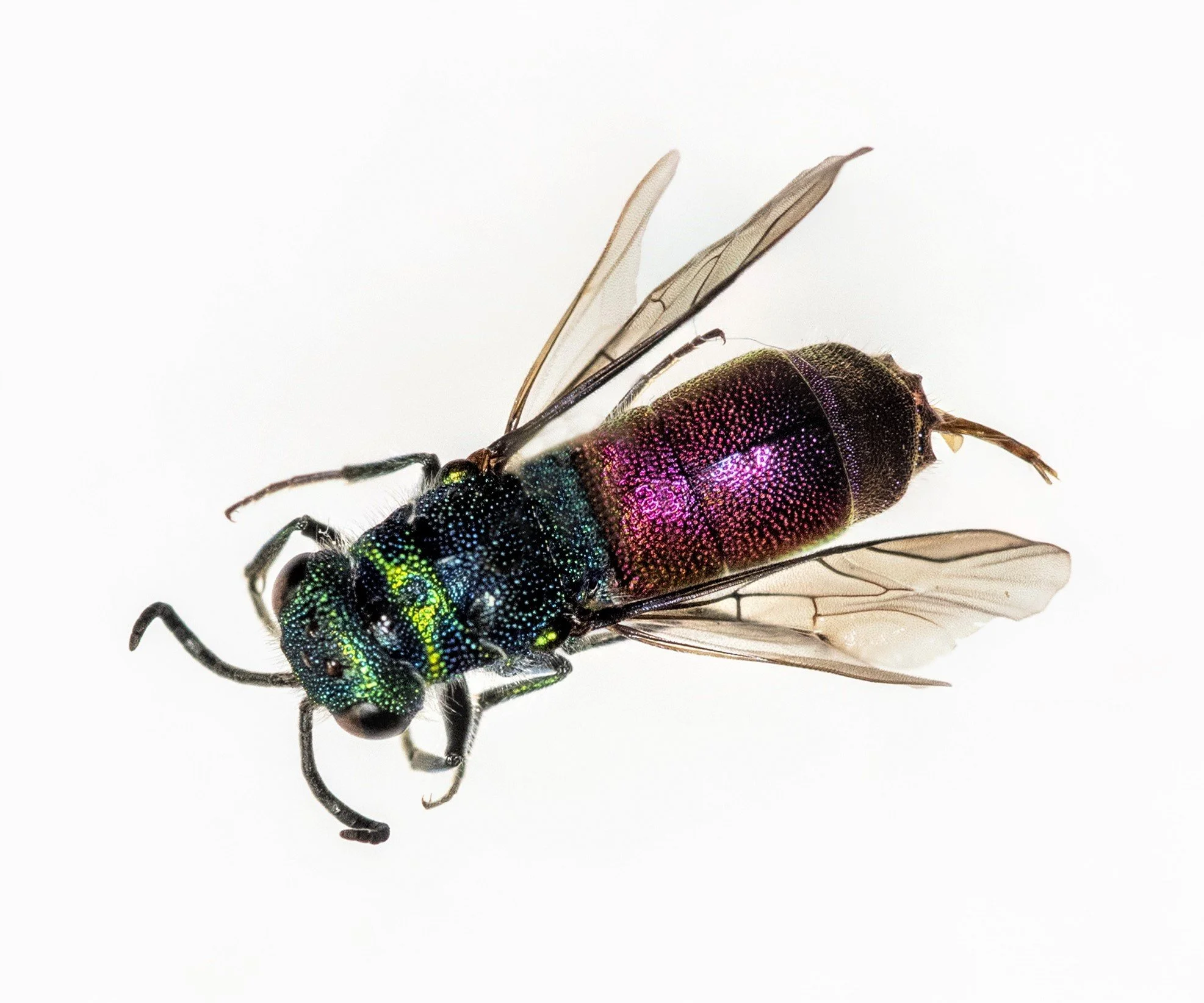 #2 Ruby-tailed Wasp by Andy Millard