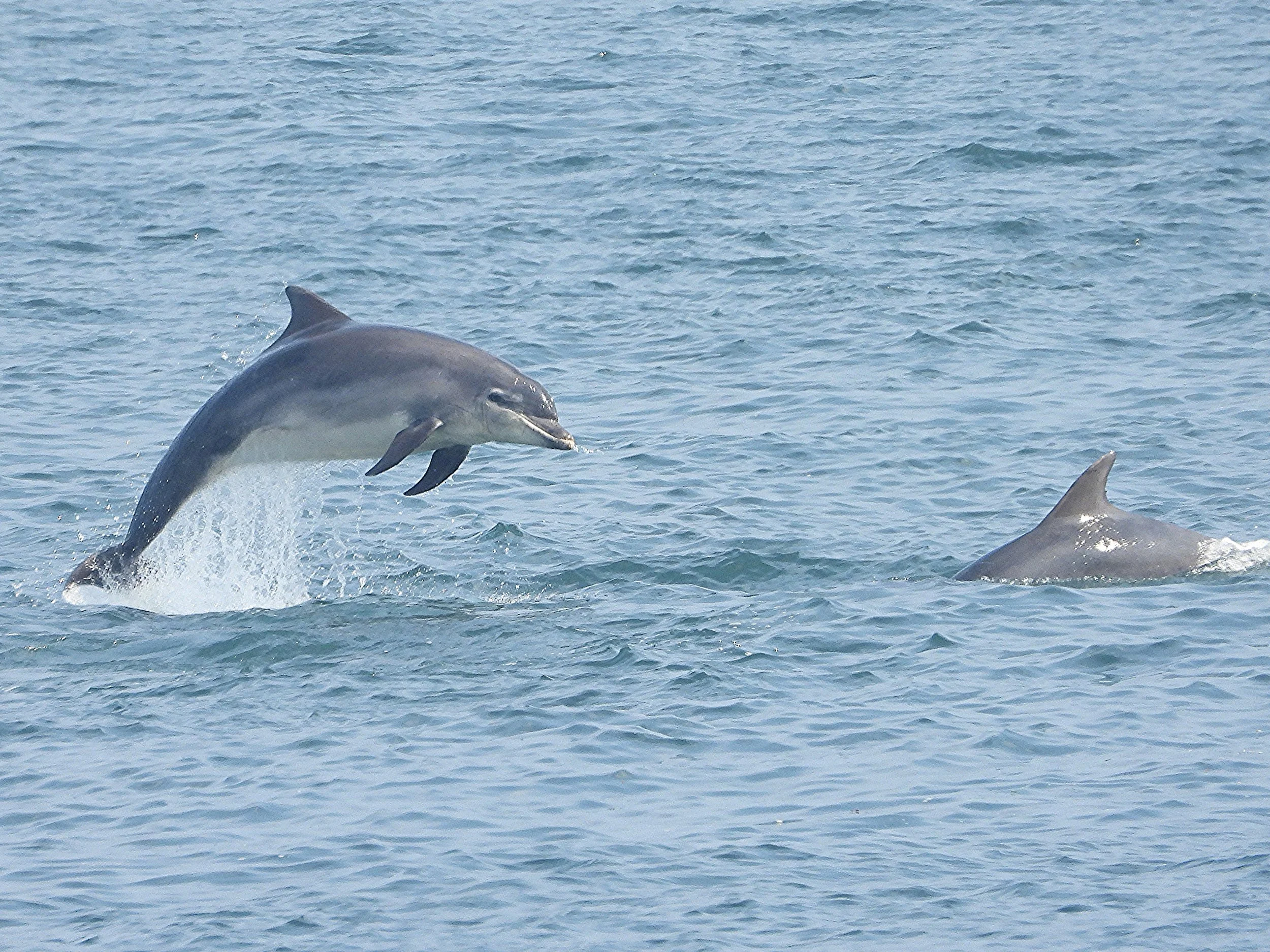 #38 Bottlenose Dolphin by Stuart Baines