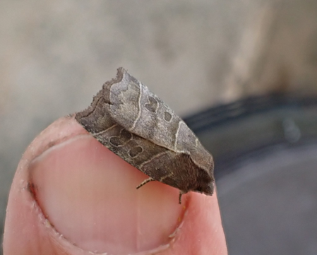 #42 Double Kidney by Charles Fletcher