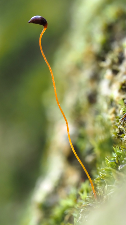 #43 Flamingo Moss by Steven Heathcote